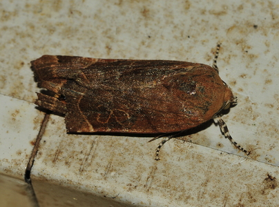 Bredbåndet Smutugle (Noctua fimbriata)