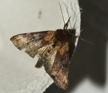 Brun Brilleugle (Abrostola triplasia)