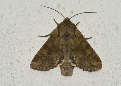 Aksugle (Apamea sordens)