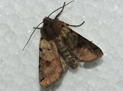 Broget Forårsugle (Orthosia incerta)