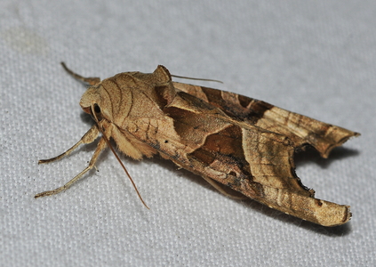 Agatugle (Phlogophora meticulosa)