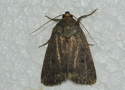  Blyantugle (Amphipyra tragopoginis)