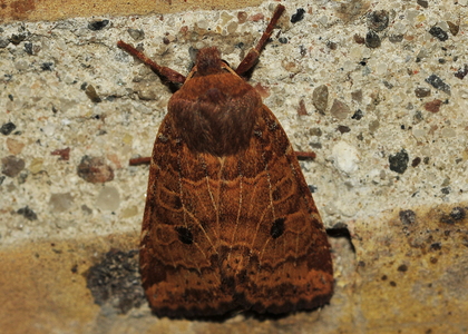 Blåbærugle (Conistra vaccinii)