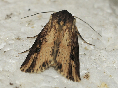 Brændeugle (Axylia putris)