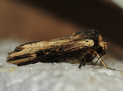 Brændeugle (Axylia putris)