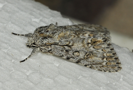 Ahornugle (Acronicta aceris)
