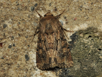  Agerugle (Agrotis segetum)