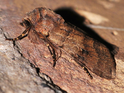 Broget Forårsugle (Orthosia incerta)
