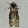 Gråbæltet Uglespinder (Tetheella fluctuosa)