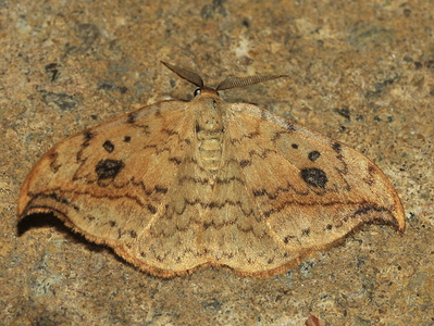 Birkeseglvinge (Drepana falcataria)