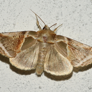 Natsommerfugle Seglvinger + Rodædere