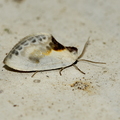 Silkevinge (Cilix glaucata) 