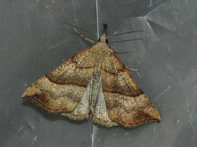  Snudeugle (Hypena proboscidalis)