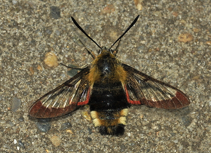 Bredrandet humlebisværmer (Hemaris fuciformis)