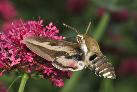 Snerresværmer (Hyles gallii)