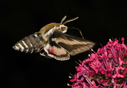 Snerresværmer (Hyles gallii)
