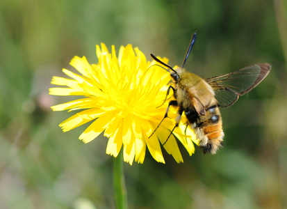 Smalrandet humlebisværmer (Hemaris tityus)