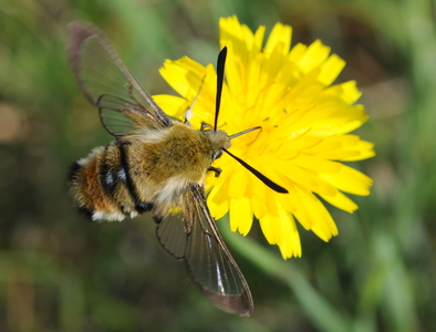  Smalrandet humlebisværmer (Hemaris tityus)