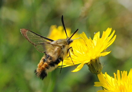 Smalrandet humlebisværmer (Hemaris tityus)
