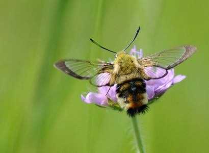 Smalrandet humlebisværmer (Hemaris tityus)