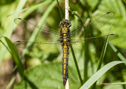 Stor blåpil (Orthetrum cancellatum)