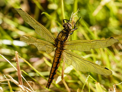 Stor blåpil (Orthetrum cancellatum)