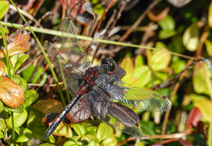 Nordisk Kærguldsmed (Leucorrhinia rubicunda)