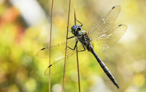  Plettet Smaragdlibel (Somatochlora flavomaculata)