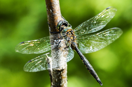 Plettet Smaragdlibel (Somatochlora flavomaculata)
