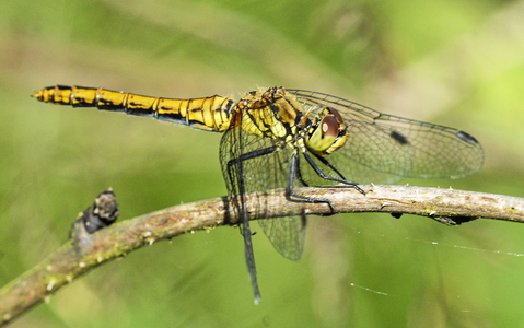 Blodrød Hedelibel (Sympetrum sanguineum)