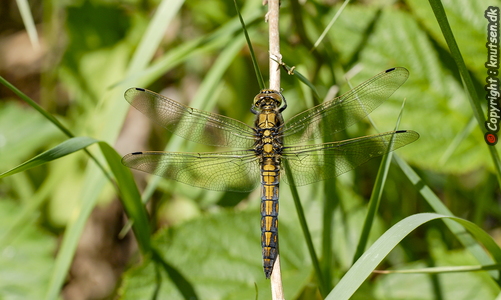 Stor blåpil (Orthetrum cancellatum)