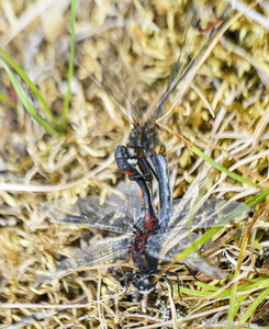 Nordisk Kærguldsmed (Leucorrhinia rubicunda)