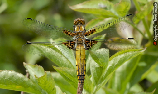 Blå Libel (Libellula depressa)