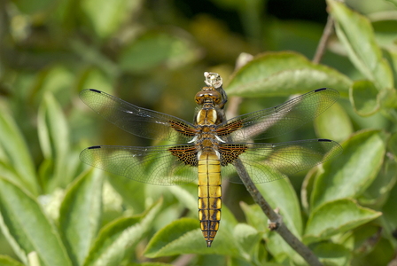 Blå Libel (Libellula depressa)