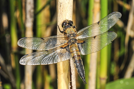 Fireplettet Libel (Libellula quadrimaculata)