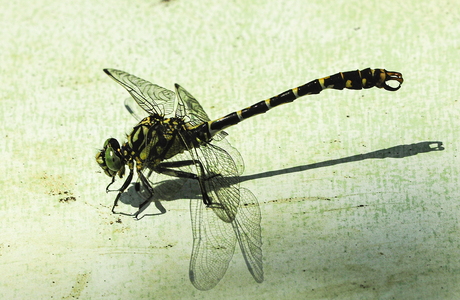  Lille Tangguldsmed (Onychogomphus forcipatus)