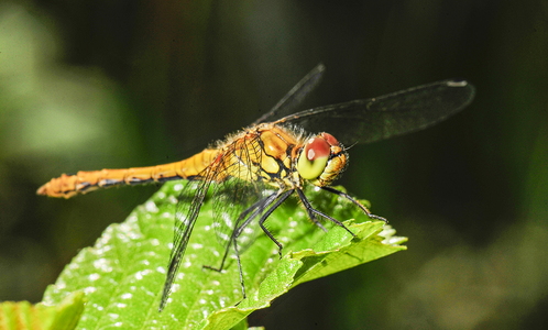 Blodrød Hedelibel (Sympetrum sanguineum)