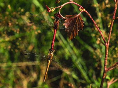 Blodrød Hedelibel (Sympetrum sanguineum)
