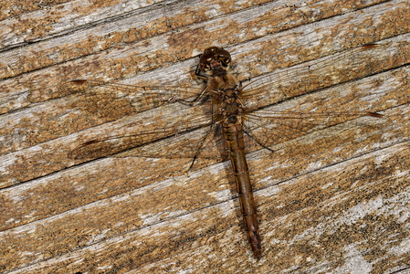 Stor Hedelibel (Sympetrum striolatum)