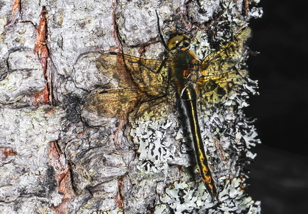 Grøn Smaragdlibel (Cordulia aenea)