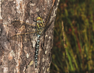  Siv-Mosaikguldsmed (Aeshna juncea)