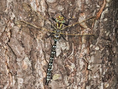 Siv-Mosaikguldsmed (Aeshna juncea)