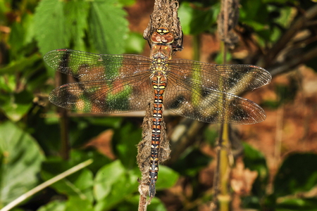 Efterårs-Mosaikguldsmed (Aeshna mixta)