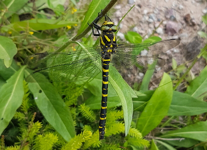 Kongeguldsmed (Cordulegaster boltoni)