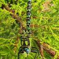 Blå Mosaikguldsmed (Aeshna cyanea)