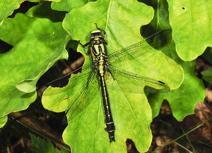 Almindelig Flodguldsmed (Gomphus vulgatissimus)