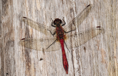 Blodrød Hedelibel (Sympetrum sanguineum)