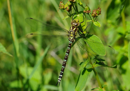 Blå Mosaikguldsmed (Aeshna cyanea)