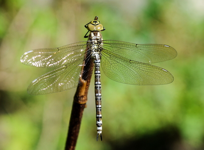 Blå Mosaikguldsmed (Aeshna cyanea)