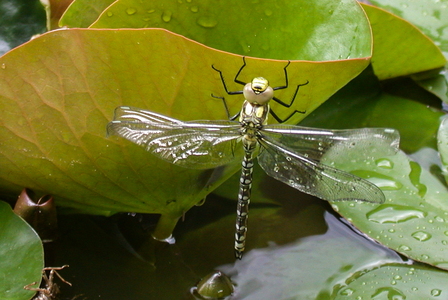Blå Mosaikguldsmed (Aeshna cyanea)
